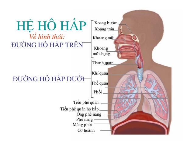 Mô hình hai lá phổi người có chân đế mô hình giảng dạy giải phẫu học người   Shopee Việt Nam