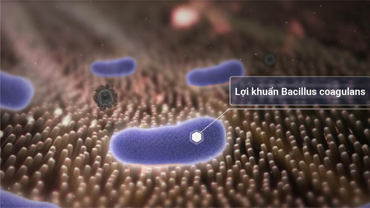 Vi khuẩn Bacillus Coagulans giúp đề kháng bệnh hoại tử gan tụy cấp trên tôm