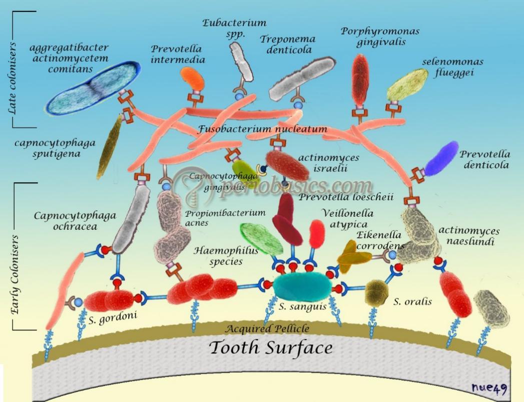 Vai trò của màng sinh học trong các bệnh nhiễm khuẩn răng miệng