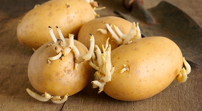 Cảnh báo nguy cơ ngộ độc khi ăn khoai tây mọc mầm