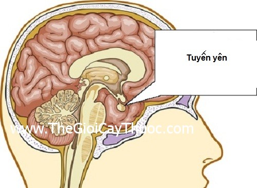 Người phụ nữ 'lấy lại được ánh sáng' sau phẫu thuật loại bỏ u tuyến yên tái phát - Ảnh 2. Người phụ nữ 'lấy lại được ánh sáng' sau phẫu thuật loại bỏ u tuyến yên tái phát - Ảnh 2.