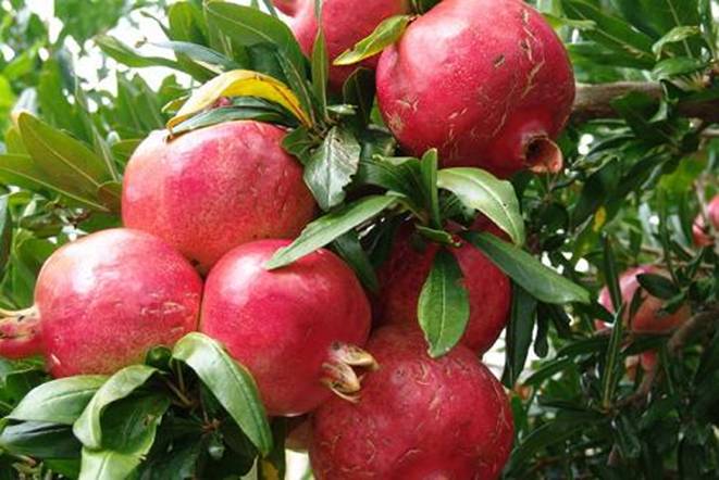 Lợi ích sức khỏe của vỏ quả lựu ít người biết