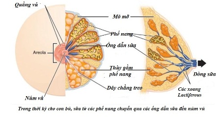 Vú được cấu tạo như thế nào  Thiết Bị Vật Lý Trị Liệu