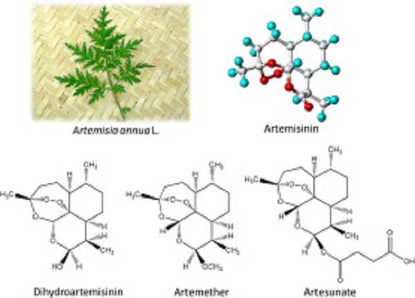 Cấu trúc của Artemisinin