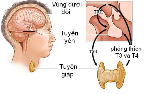 tuyến giáp