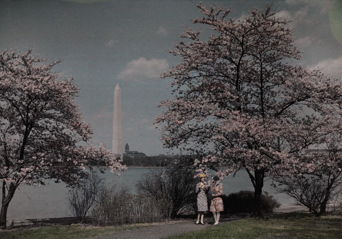 Mỹ: Lịch sử bất ngờ của những cây hoa anh đào tại thủ phủ Washington