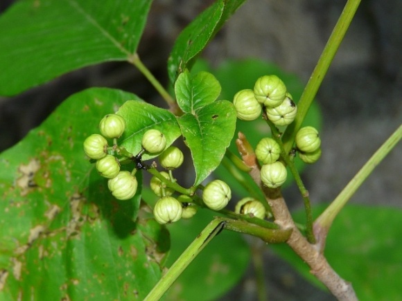 Quả cây thường xuân độc
