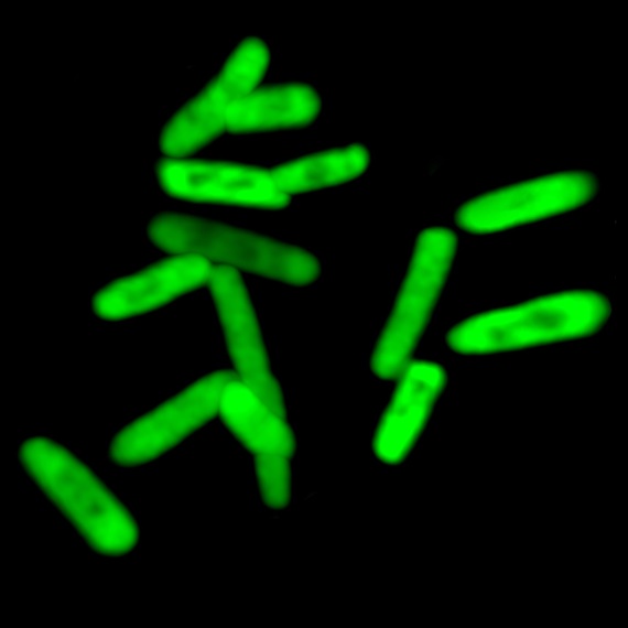 Các tế bào phát huỳnh quang có trình diện một loại protein được mã hoá bởi các base nhân tạo trong phân tử ADN.