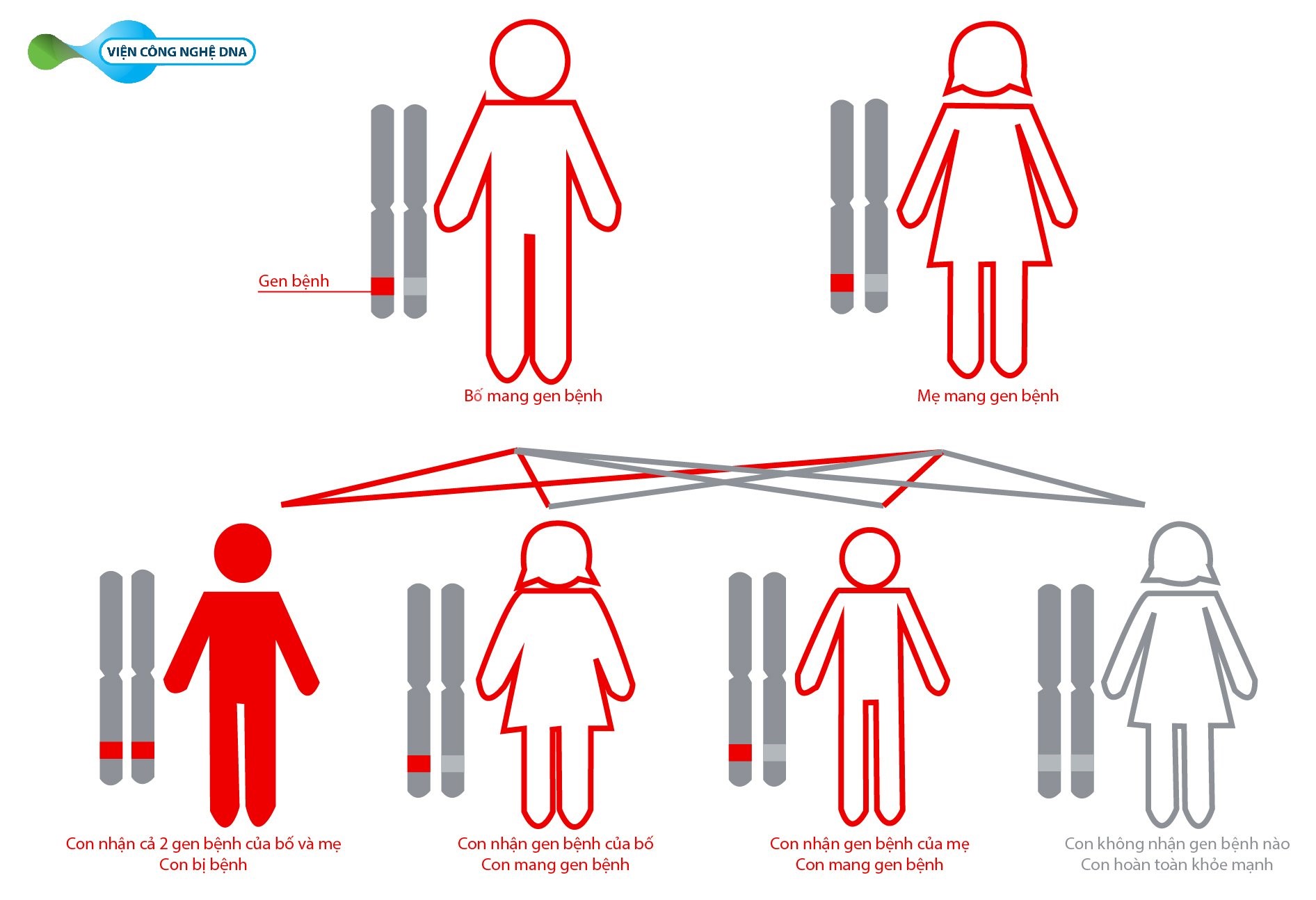 Khi bố và mẹ cùng mang gen bệnh, sẽ có 25% khả năng con sinh ra bị mắc bệnh. Nguy cơ này lặp lại trong mỗi lần sinh con.