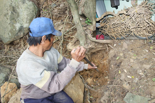 Bí mật đằng sau bài thuốc “trị ung thư” 1