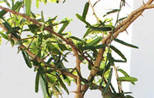 Có thật cây thuốc lạ ở Khánh Hòa có tên là xáo tam phân? 1