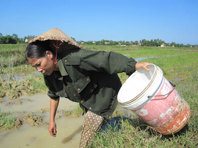 Bất lực ngăn chặn bắt cua đồng bằng... thuốc sâu 1 Bất lực ngăn chặn bắt cua đồng bằng... thuốc sâu 1