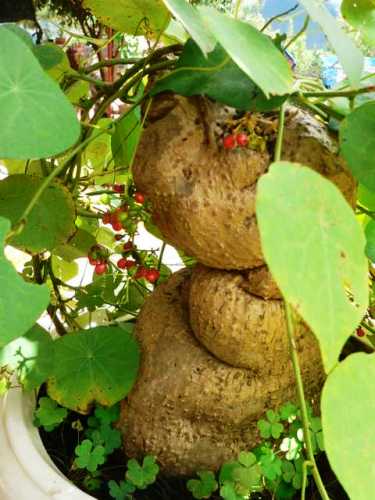Thuốc nam chữa chứng mất ngủ 1 Thuốc nam chữa chứng mất ngủ 1