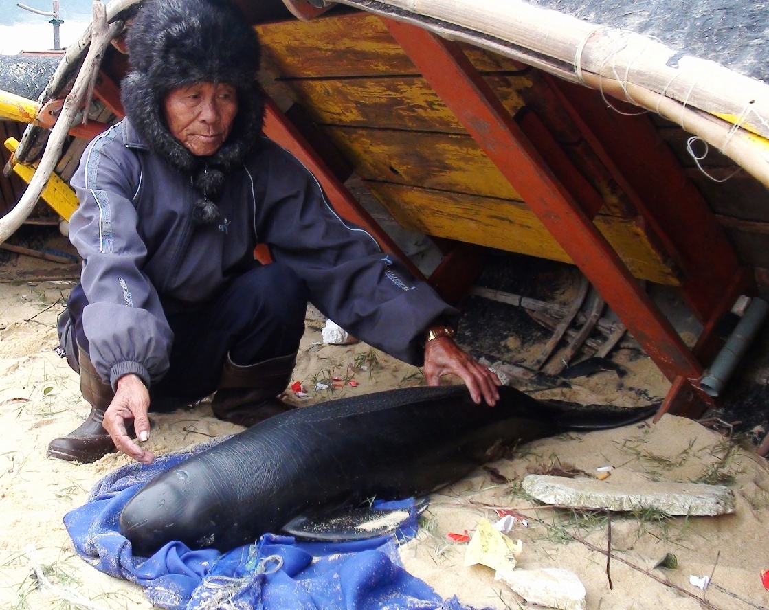 Hai chú cá voi dạt vào bờ biển Quảng Bình 1