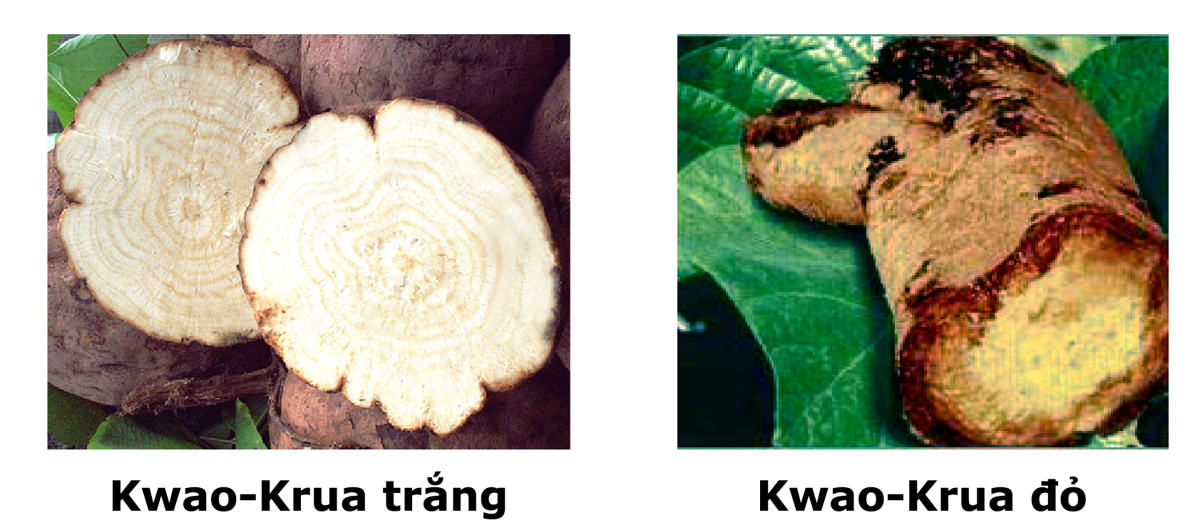 5 điều cần biết khi trước khi làm đẹp ngực bằng Kwao Krua Trắng 1 5 điều cần biết khi trước khi làm đẹp ngực bằng Kwao Krua Trắng 1