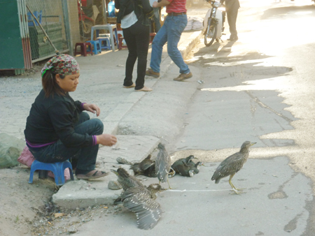 Ngang nhiên buôn bán chim trời 1