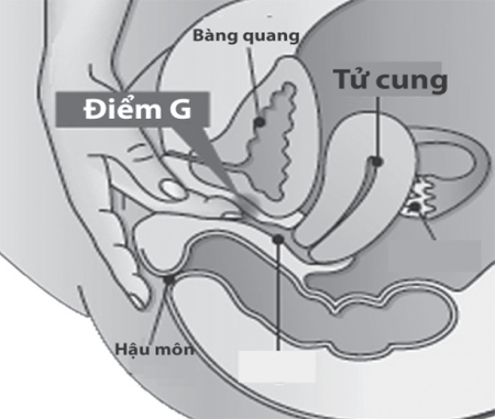 Điểm G - sự thật hay huyền thoại? 1