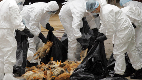 Cúm H7N9 ở Trung Quốc vẫn diễn biến phức tạp 1