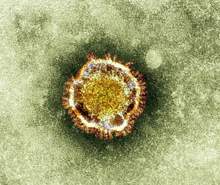 Virut cúm A/H7N9 gây tử vong cho người ở Trung Quốc có gì lạ? 2 Virut cúm A/H7N9 gây tử vong cho người ở Trung Quốc có gì lạ? 2