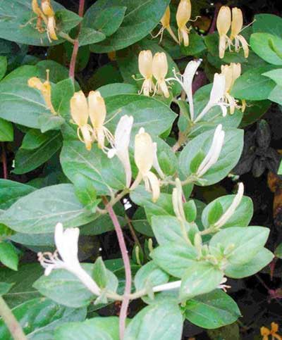 Thuốc ta trị trứng cá 1 Thuốc ta trị trứng cá 1