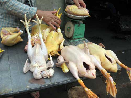 Cách chọn gà an toàn  phòng cúm A 1
