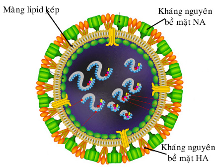 Khuyến cáo điều trị cúm A/H7N9 1