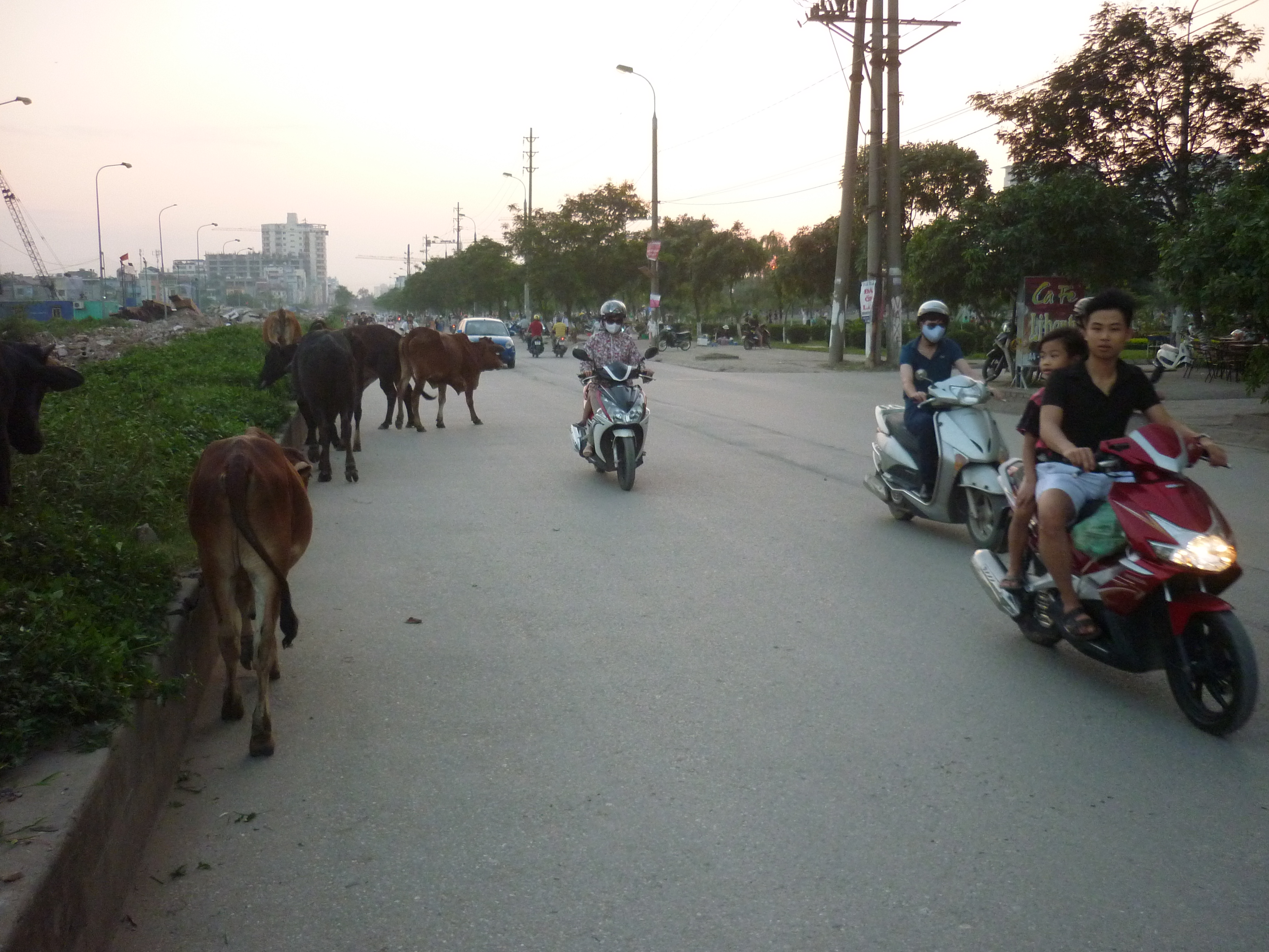 Bò... dạo phố 1