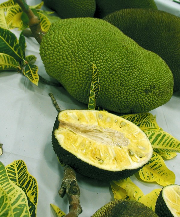 Tiêm hóa chất thúc chín cho mít xanh non 1 Tiêm hóa chất thúc chín cho mít xanh non 1