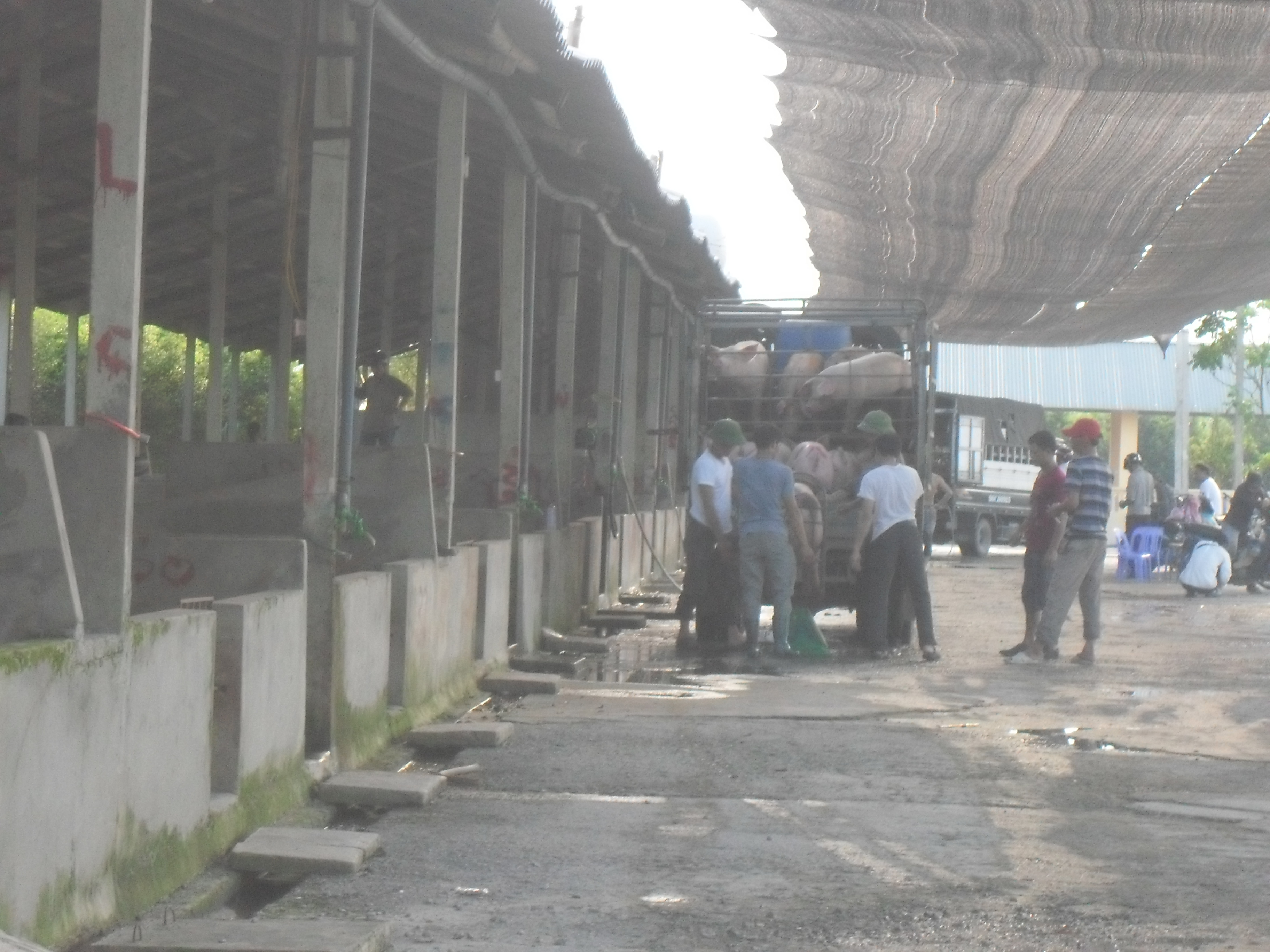 Chợ lợn lớn nhất miền Bắc có nguy cơ... đắp chiếu 1