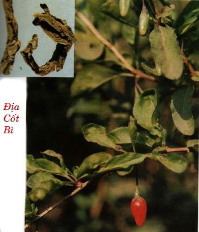 Ðịa cốt bì- Lương huyết, dịu khát 1