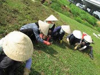 Đông y đơn giản chữa say nắng, say nóng 1