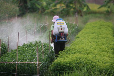 Một số mẫu rau ngót có nguy cơ  gây ngộ độc 1