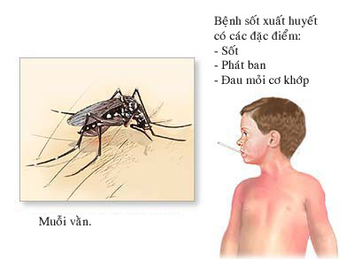 Mùa mưa, “mùa” của  sốt xuất huyết 1