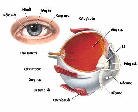 Bảo vệ giác mạc để tránh nguy cơ bị loét 1