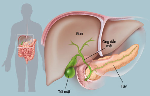 Khắc phục độc tính trên gan của thuốc 1