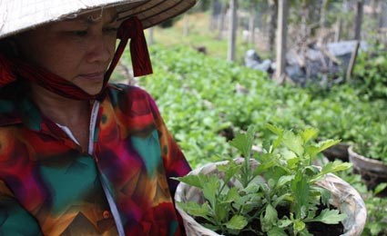 Hoa cúc đón Tết chết hàng loạt, người dân điêu đứng 1
