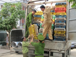 Thu giữ trên 3,5 tấn gà thải loại, nhập lậu  1