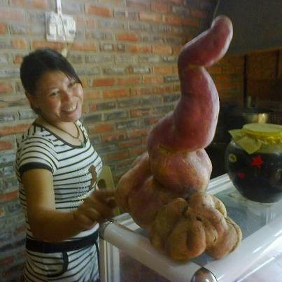 Củ khoai nặng bằng trẻ sơ sinh, có hình hồ lô  1