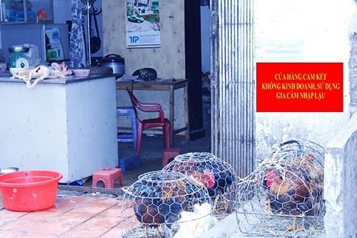 Kiểm tra đột xuất tình trạng sử dụng gia cầm nhập lậu  1
