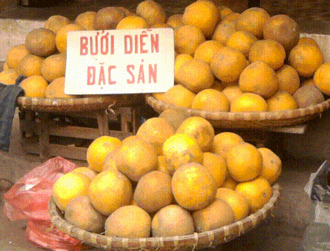 Đặc sản bưởi Diễn, chủ yếu là giả 2
