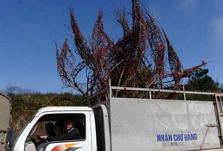 Không khí Tết ngập tràn khắp châu Á 5