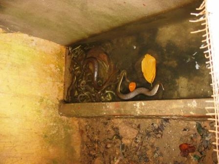 Dựng tóc gáy ở “làng tử thần” 5