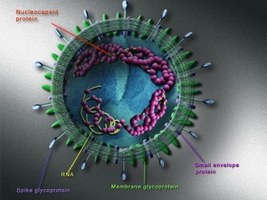 Thêm ca tử vong do virus tương tự chủng gây SARS 1