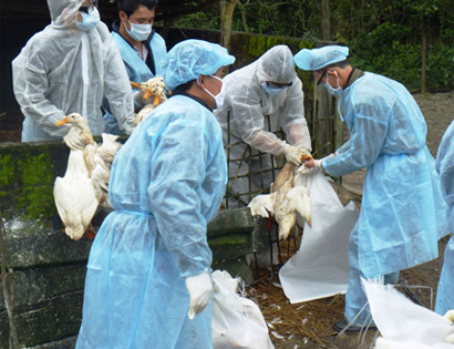 Hà Nội: Ráo riết chống chủng cúm nguy hiểm A/H7N9 lây lan 1