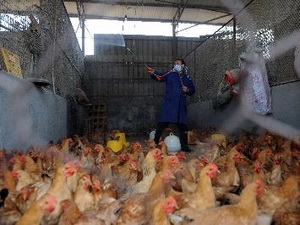 Lại thêm 2 người tử vong do H7N9 tại Trung Quốc 1