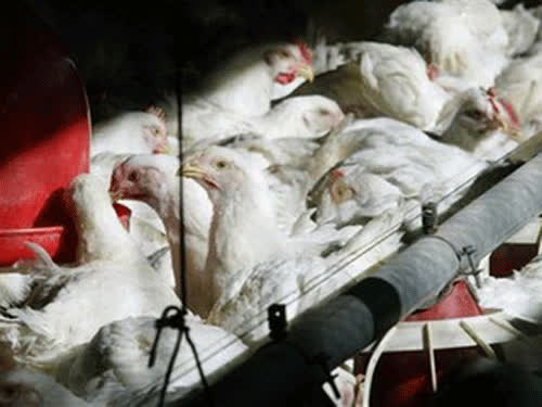 Hơn 500 sinh viên ngộ độc, 7 ca nhiễm cúm H7N9 1