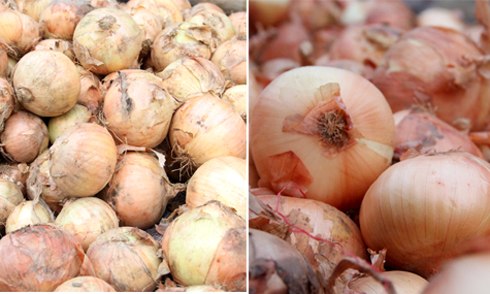 Nhận diện rau củ Trung Quốc  2