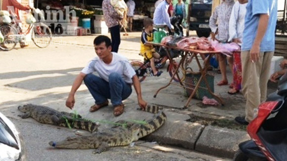 Mang cá sấu sống bày bán ngay cổng chợ 1