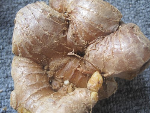 Nhận diện gừng Trung Quốc và Việt Nam 2