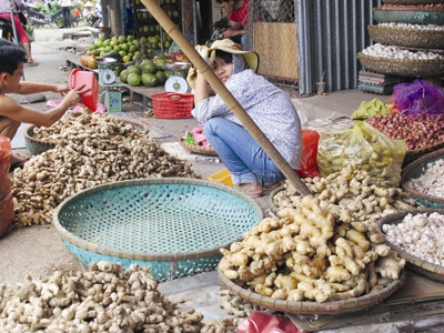 Nhà hàng, khách sạn Việt chủ yếu dùng gừng độc Trung Quốc 1